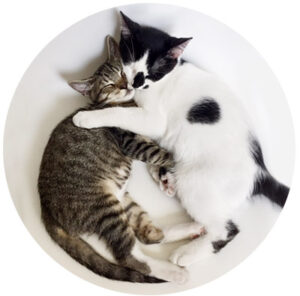 Rescued kittens hug