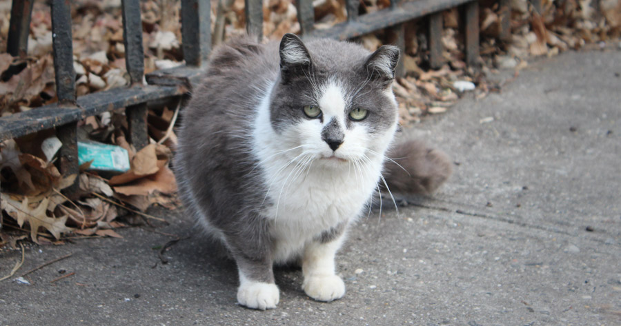 A feral cat in Brooklyn who has been eartipped