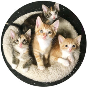 Kittens in a bed