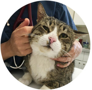 Rescued cat receiving veterinary care