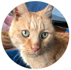Rescued orange senior cat