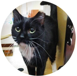 Tuxedo cat at Petsmart