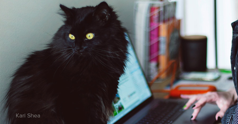 Working with cat by Kari Shae via Unsplash