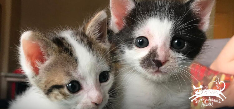 Kittens Brooklyn Animal Action