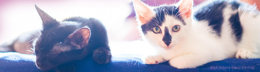 BAA kittens