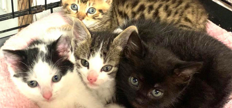 Kittens