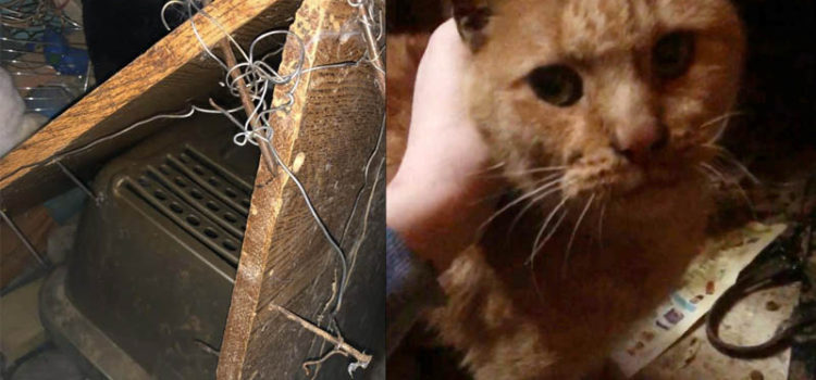 Brigadoon rescued