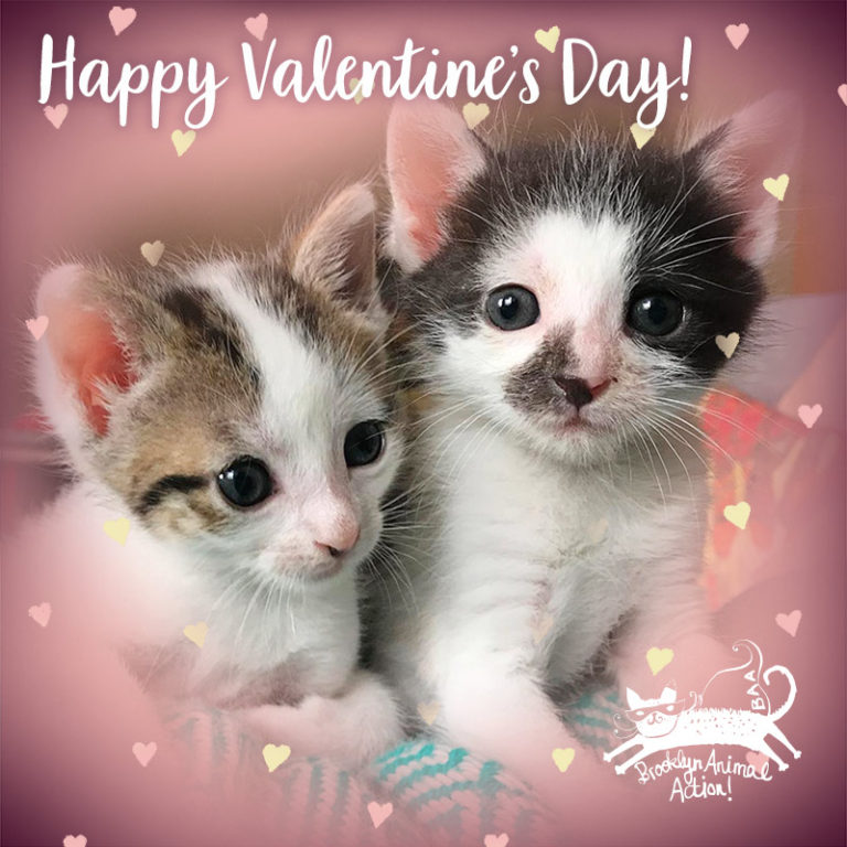 Valentine kittens