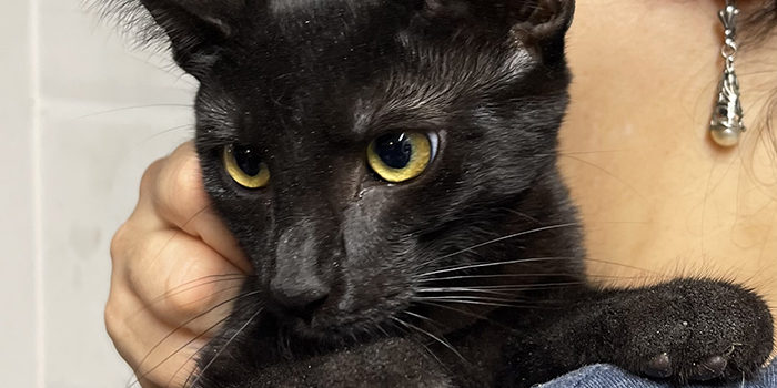 black cat