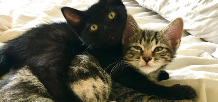 Buffy and Willow