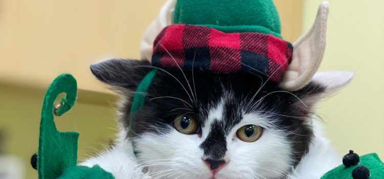 Holiday Cat
