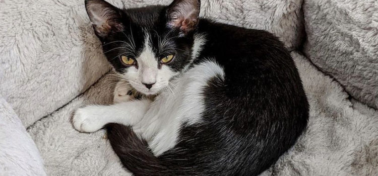 Rescued cat