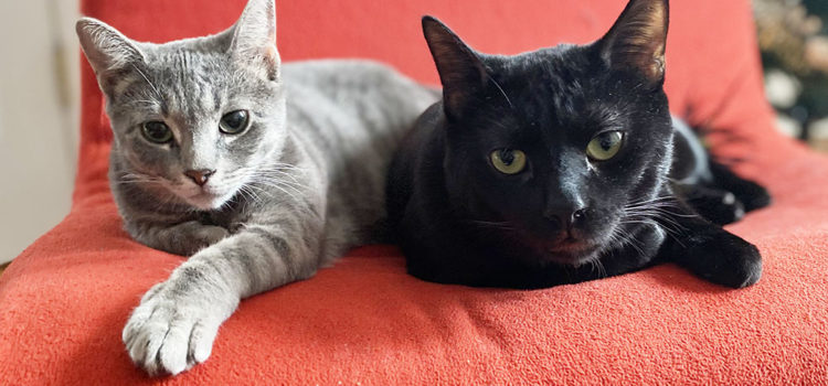 Nightshade and Graypaw