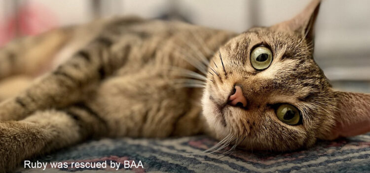 Ruby tabby cat rescue