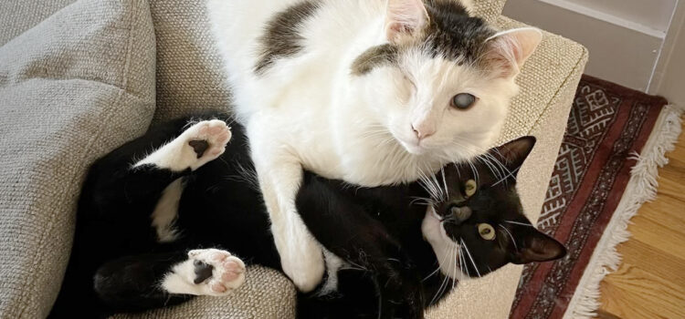 BAA rescue cats