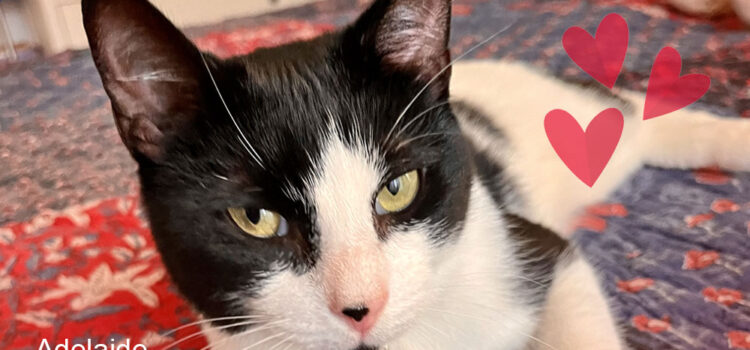 Adelaide black and white cat