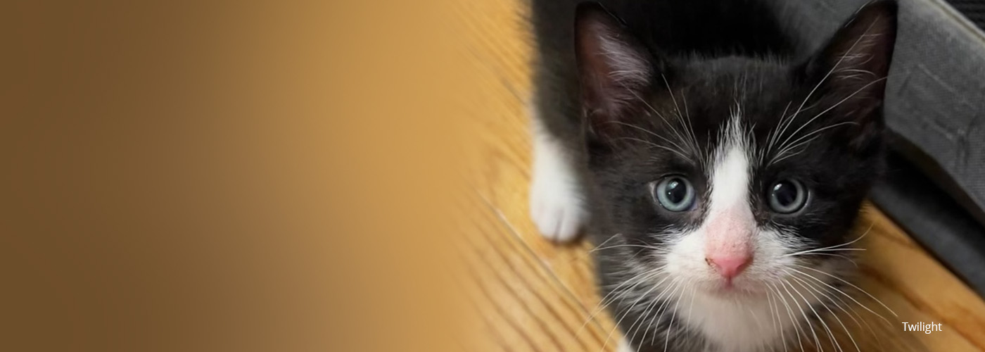 Rescued tuxedo kitten Twilight