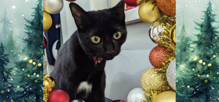 Black kitten inside a wreath