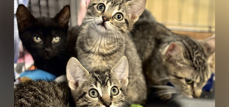 Group of kittens